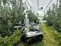 <b>西农大团队研发！全球首个“双胞胎”人形苹果</b>